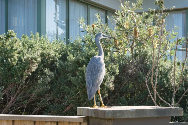 Eastern Great Egret bird sitting on a fence — 스톡 사진