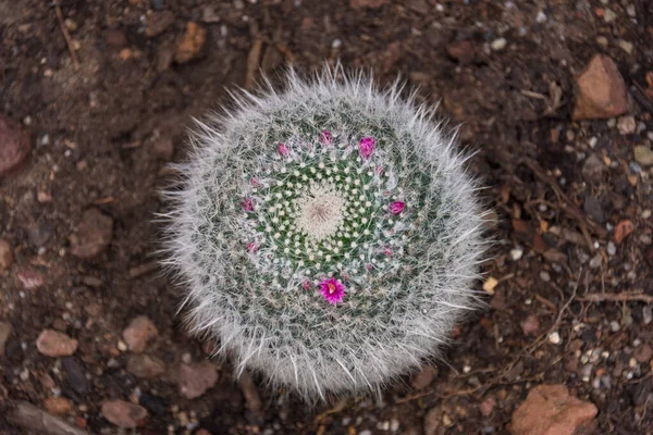 Planta de cactus con espigas blancas finas y flores pequeñas púrpuras —  Fotos de Stock
