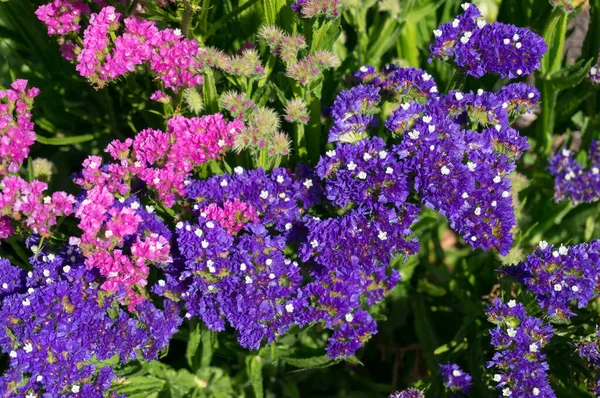Close up of cluster of tiny purple flowers — Stock Photo, Image