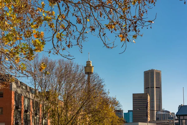 Sydney Tower landmark in autumn framed with yellow leaves — Stok fotoğraf