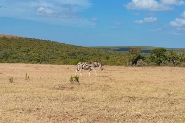 Zebra selvagem pastando savana no dia ensolarado — Fotografia de Stock