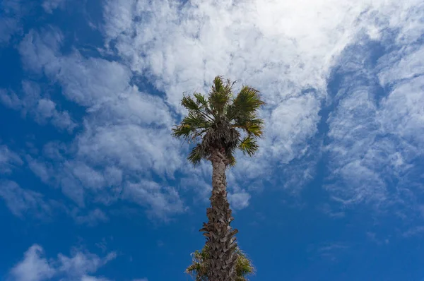 Looking up at palm tree canopy nature background — Stok fotoğraf