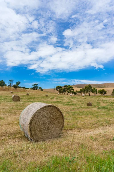 Straw bale on a field on sunny day — Stock Photo, Image