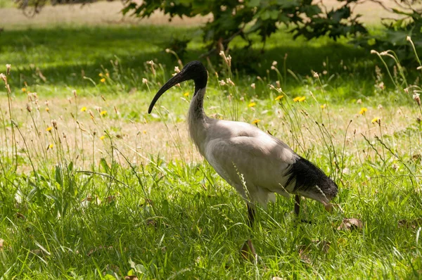 Primo piano del Sacro Ibis uccello in erba verde — Foto Stock