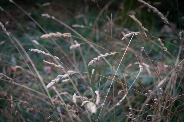 Trockenes Gras Stacheln, rustikale Landschaft Natur Hintergrund — Stockfoto