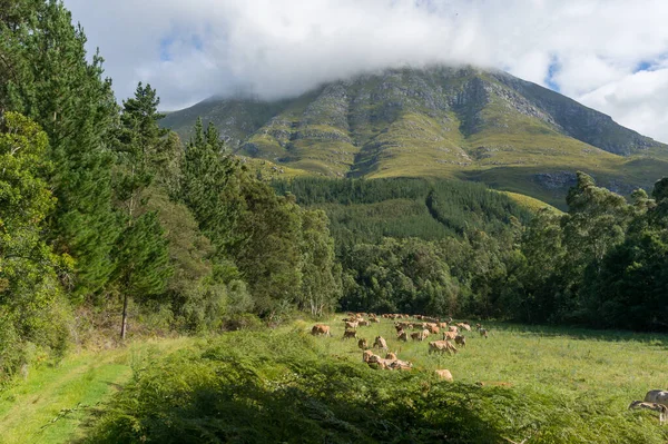 Herd of cows grazing on meadow near the mountain and forest — Stock Photo, Image