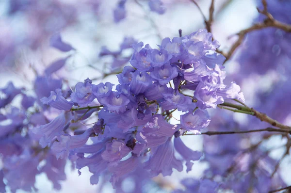 Delicate purple floral background of blooming jacaranda tree — Stock Photo, Image