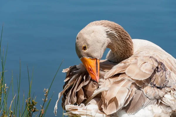 Grey domestic goose cleaning its feathers, grooming — 스톡 사진