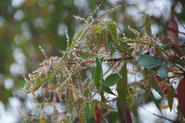 Water droplets on green eucalyptus leaves nature background — Stock Photo, Image