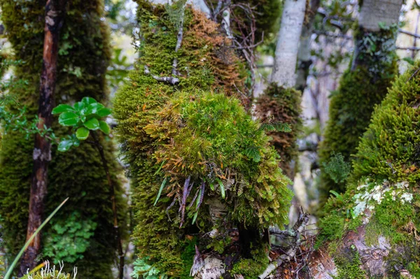 Nahaufnahme eines grünen Moos auf einem Baum — Stockfoto