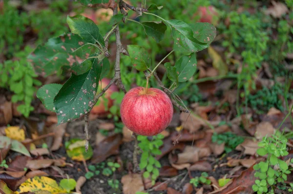 Közel az érett királyi gála alma lóg egy fán — Stock Fotó