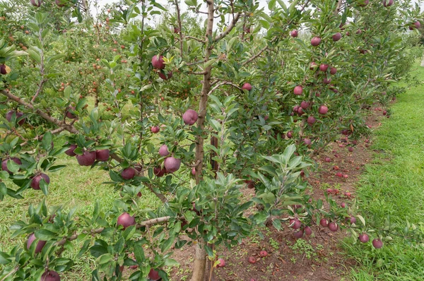 Maçãs vermelhas maduras deliciosas em árvores no pomar — Fotografia de Stock