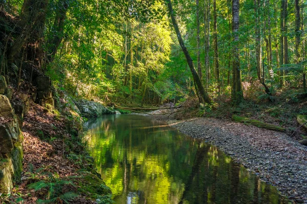 Paisagem florestal com árvores verdes e rio, riacho — Fotografia de Stock