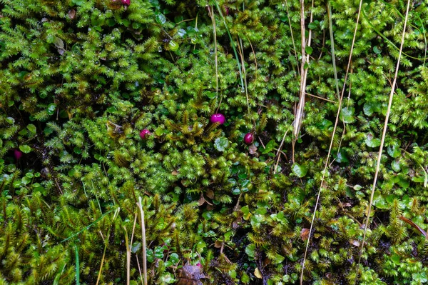 Close up de textura pequena planta alpina verde com rosa brilhante ser — Fotografia de Stock