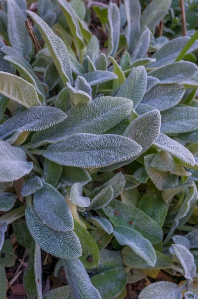 Nahaufnahme von Salbeiblättern, Salvia officinalis, Heilpflanze — Stockfoto