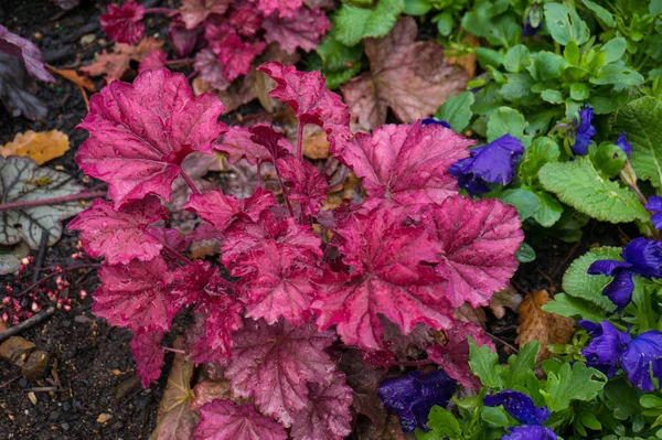 Nahaufnahme von leuchtend purpurrosa Begonien-Blättern auf dem Beet im — Stockfoto