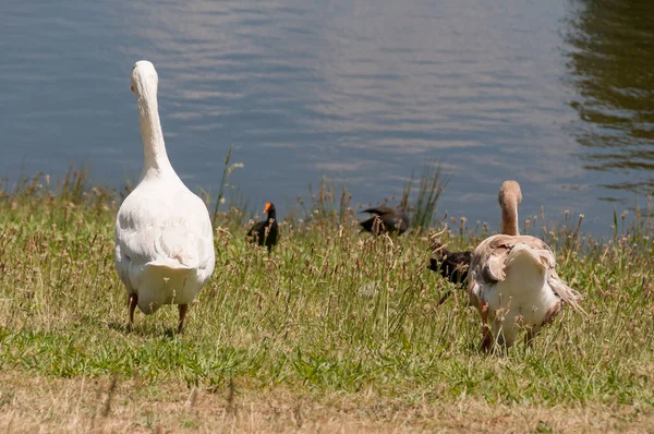 Two domestic geese walking towards the water — Stockfoto