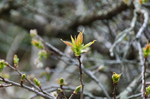 Young tender tree sprout, shoot nature background — Stock Photo, Image