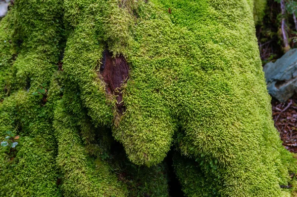 Zbliżenie pnia drzewa pokryte zielonym miękkim mchem — Zdjęcie stockowe