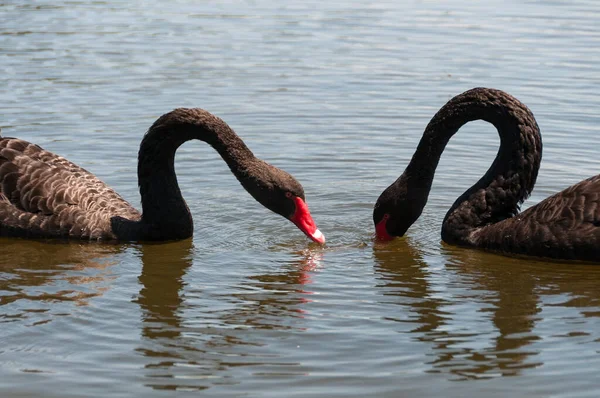 Two black swans swimming in a pond, lake — Stock Photo, Image