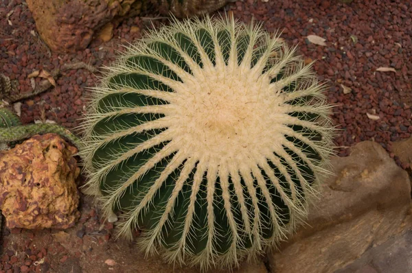 Vy ovanifrån på gyllene fat kaktus — Stockfoto