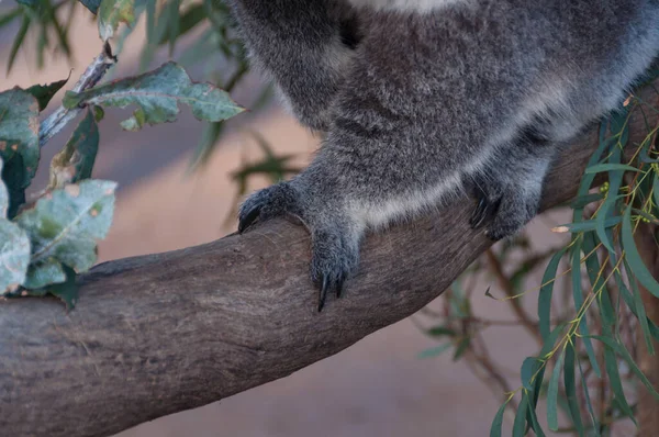 Az ausztrál koala mancsok közelsége az eukaliptusz ágon — Stock Fotó