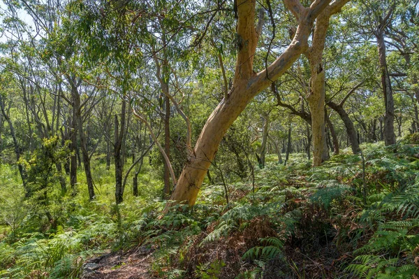 Australisk eukalyptus vintergrön skog med frodiga gröna blad — Stockfoto