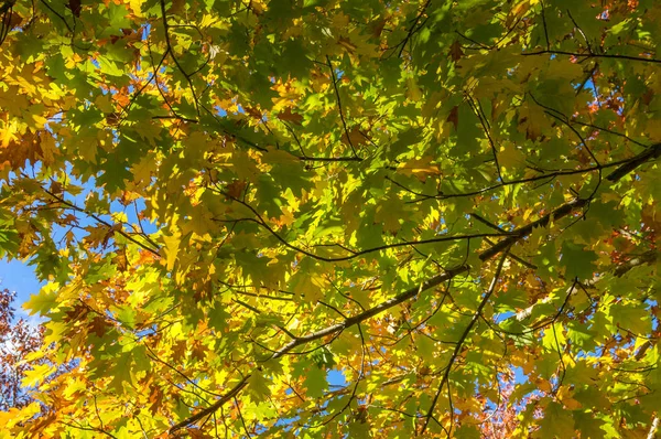 Feuillage d'automne fond nature aux feuilles d'érable orange vif — Photo