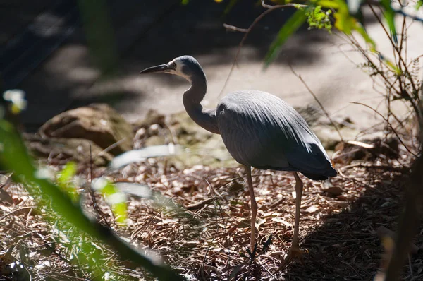 Caccia agli uccelli aironi dalla faccia bianca in natura — Foto Stock