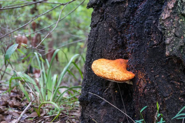 Ljusorange svamp som växer på trädstammen i skogen — Stockfoto