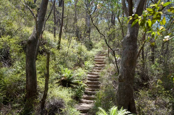 Turistická stezka se schody v eukalyptovém lese s kapradinami pod sebou — Stock fotografie