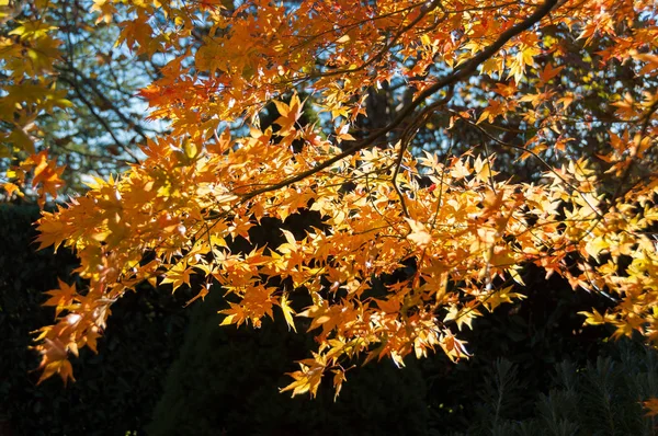 L'automne laisse derrière lui la nature. Feuillage d'automne coloré — Photo