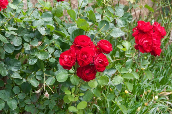 Primer plano de rosas rojas en el arbusto en el jardín — Foto de Stock