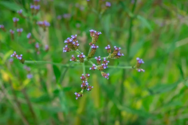 Close up of small wild weed plant with green grass on the backgr — Stock Photo, Image