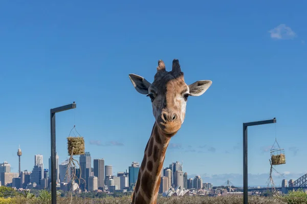 Girafa africana com paisagem urbana de Sydney em segundo plano — Fotografia de Stock