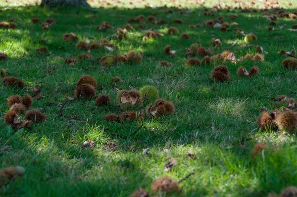 Spiky chestnut shells laying in the grass — Stockfoto