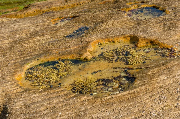 Морской фон, водоросли растений под прозрачной поверхностью воды — стоковое фото