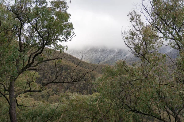 Winter landscape with green eucalyptus trees and snow blizzard i — Stock Photo, Image