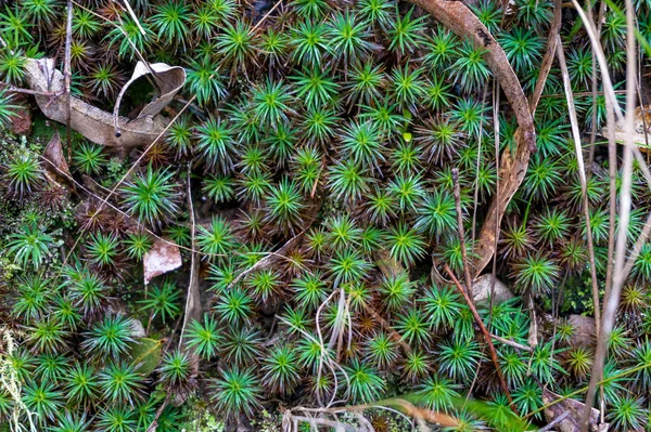 Nahaufnahme der Waldbodenvegetation kleiner Grünpflanzen — Stockfoto