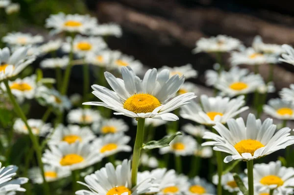 Flores brancas e amarelas frescas da margarida em plena floração natureza backgr — Fotografia de Stock