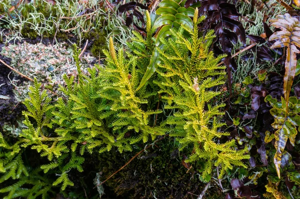 Nahaufnahme von kleiner grüner alpiner Pflanzenvegetation, Naturhintergrund — Stockfoto