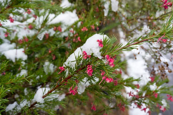 Sníh pokryl jasně růžová grevillea květina příroda pozadí — Stock fotografie