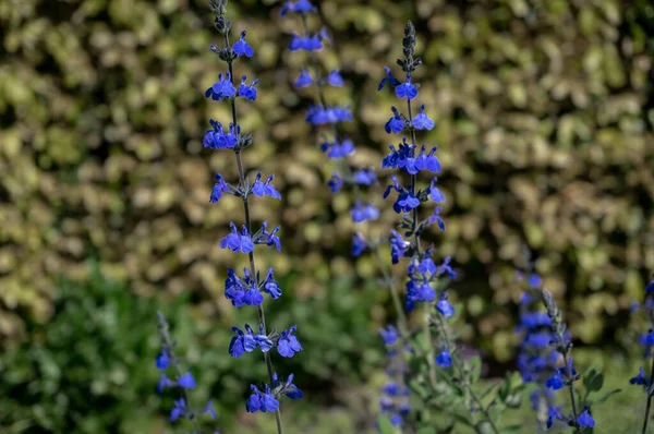 Primer plano de flores de color azul brillante en el día soleado — Foto de Stock