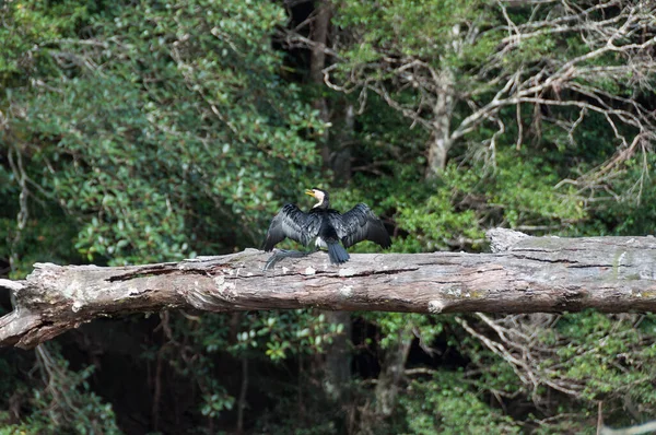 Kis Pied Cormorant madár ül fa rönk a szárnyait sp — Stock Fotó