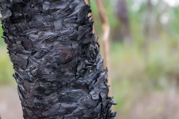 Close up of burnt tree trunk. Forest wildfire nature background