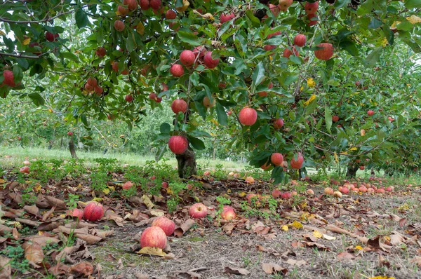 Frutteto di mele con mele rosse mature appese agli alberi — Foto Stock