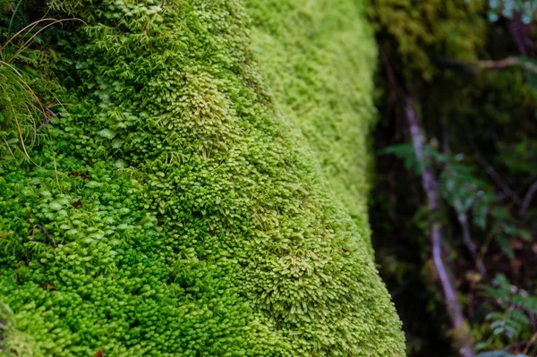 Закрыть ствол дерева, покрытый зеленым мягким мхом — стоковое фото