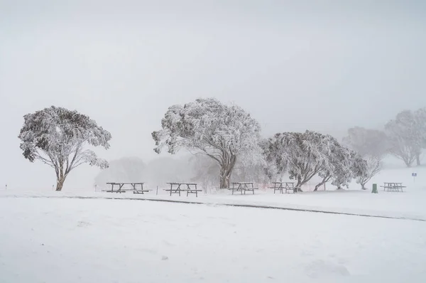 Paisaje invernal con mesas de picnic y eucalipto cubierto de nieve —  Fotos de Stock