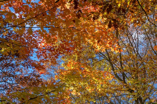 Follaje otoñal fondo de la naturaleza con hojas de arce naranja brillante — Foto de Stock