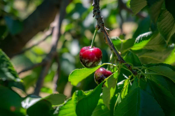 Közel az érett piros cseresznye lóg cseresznyefán a gyümölcs orch — Stock Fotó
